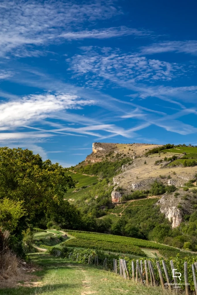 038_etienne-ramousse_collovray-et-terrier_vendanges_reseaux-sociaux_2019-683x1024