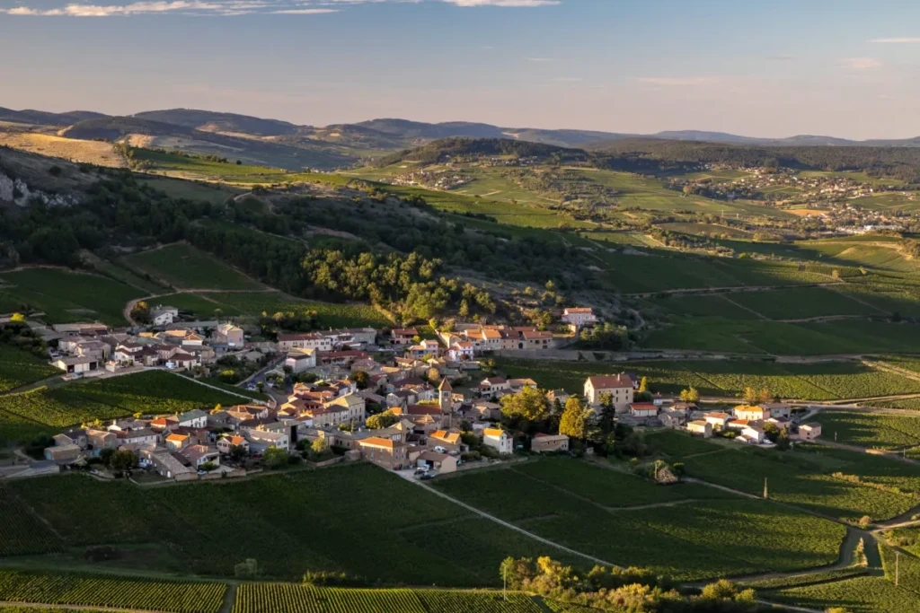 057_etienne-ramousse_collovray-et-terrier_vendanges_site-internet_2019-1200x800-1-1024x683