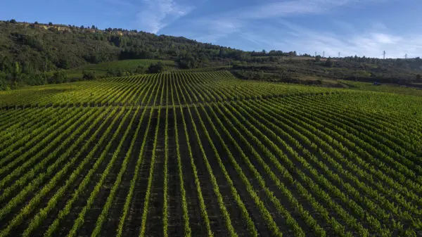 vendangesantugnac145-600x337