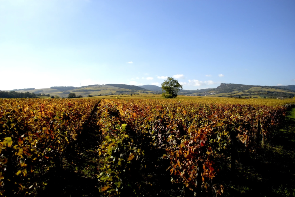 vignes-orangees-scaled